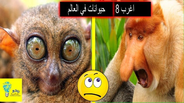 اغرب 8 حيوانات