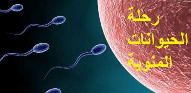 رحلة الحيوانات المنوية