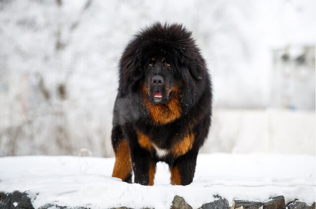 أغلى الكلاب في العالم أنواعها المختلفة وأصولها biggbuz tibetan mastiff