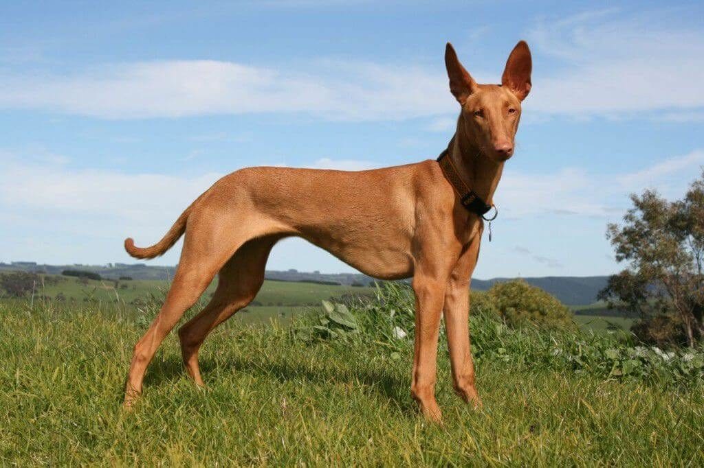 أغلى الكلاب في العالم أنواعها المختلفة وأصولها biggbuz "Egyptianp "Haraoh Hound