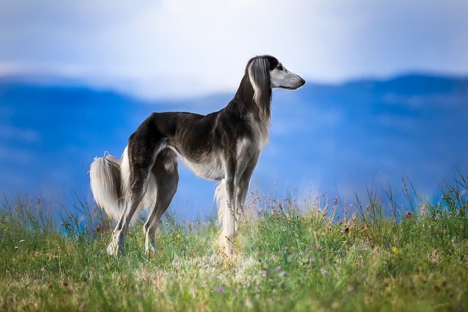 أغلى الكلاب في العالم أنواعها المختلفة وأصولها biggbuz saluki