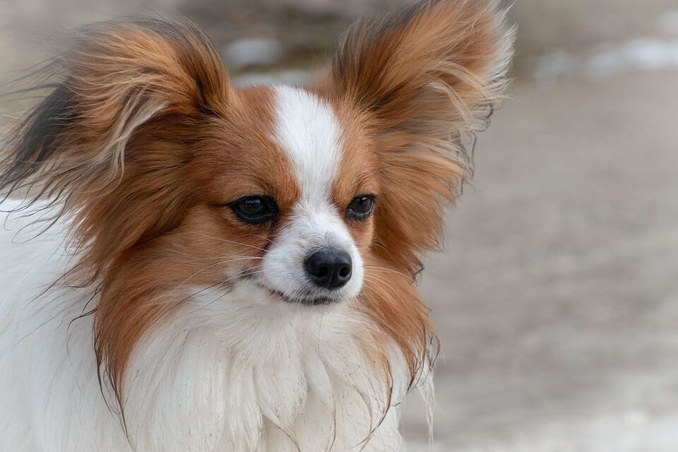 أغلى الكلاب في العالم أنواعها المختلفة وأصولها biggbuz cavalier king