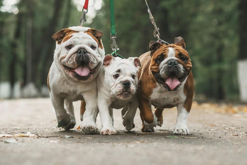 أغلى الكلاب في العالم أنواعها المختلفة وأصولها biggbuz English bulldog