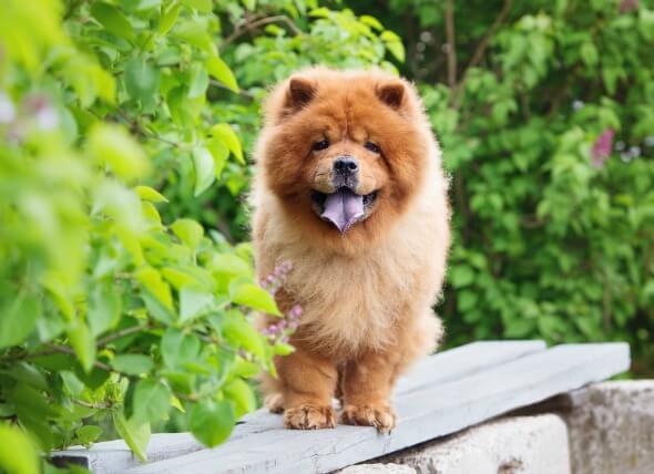 أغلى الكلاب في العالم أنواعها المختلفة وأصولها biggbuz chow chow