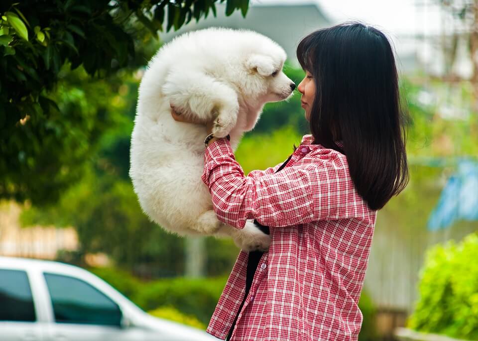 أغلى الكلاب في العالم أنواعها المختلفة وأصولها biggbuz samoyed