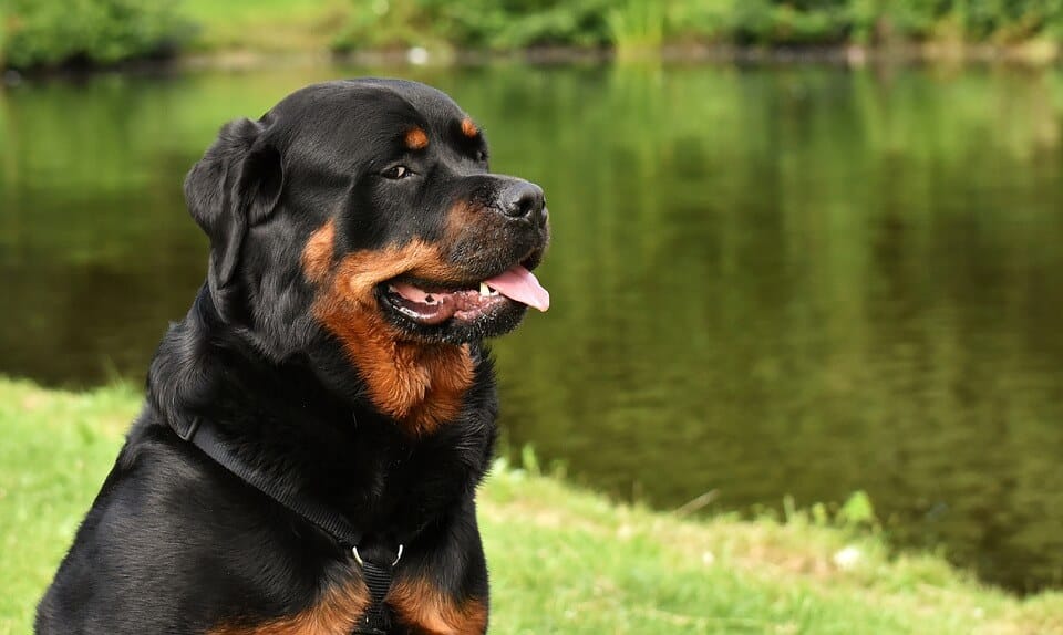 أغلى الكلاب في العالم أنواعها المختلفة وأصولها biggbuz Rottweiler